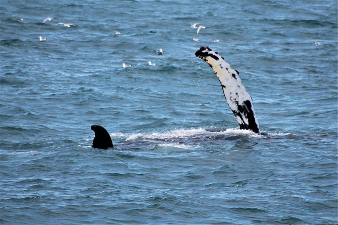 Whale Watching Tour with Professional Guide from Reykjavik - Staying warm on a cold North Atlantic boat