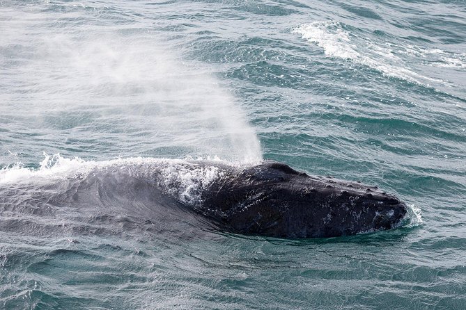 Whale Watching Tour with Professional Guide from Reykjavik - Booking, weather, and small practical details