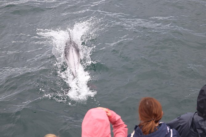 Whale Watching Tour with Professional Guide from Reykjavik - Why the whale sightings can be brief