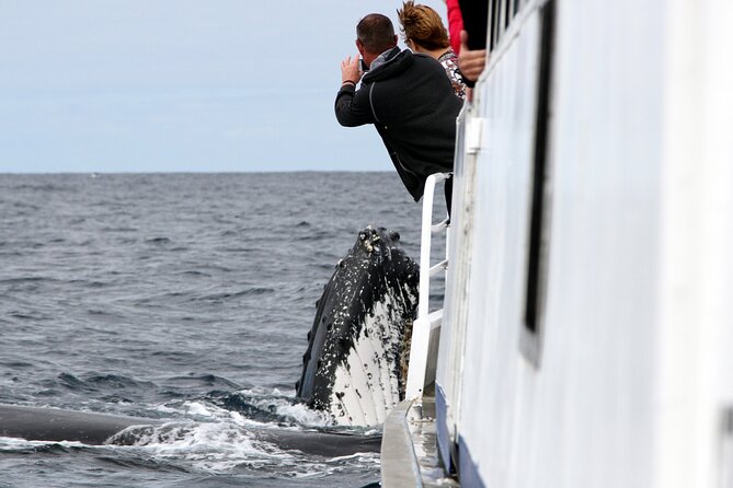 Whale Watching Tour with Spirit of Gold Coast - Setting Out From Southport’s Marine Parade