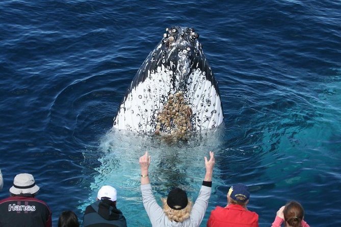 Whale Watching Tour with Spirit of Gold Coast - The First Minutes on the Water