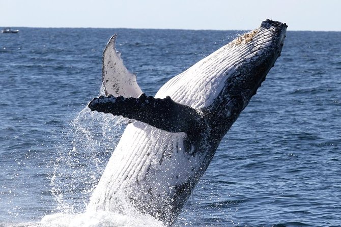 Whale Watching Tour with Spirit of Gold Coast - What the Marine Biologist Adds