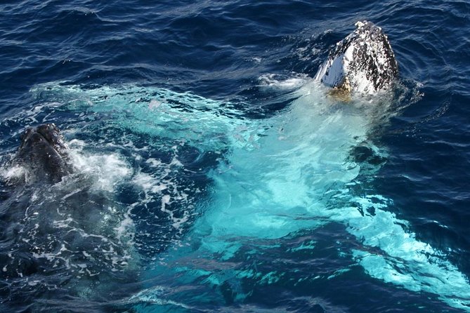 Whale Watching Tour with Spirit of Gold Coast - Morning Tea, Bar, and Practical Comforts