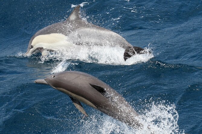 Whale Watching Tour with Spirit of Gold Coast - The Whale Guarantee and What It Really Means