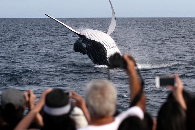 Whale Watching Tour with Spirit of Gold Coast - Is the $53.08 Price Good Value?