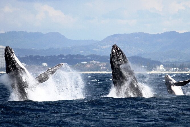 Whale Watching Tour with Spirit of Gold Coast - Watching Humpbacks From Two Decks