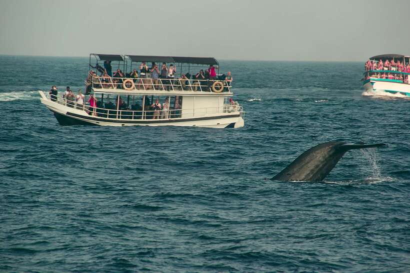 Whale Watching Tour with Transfers - Key points at a glance