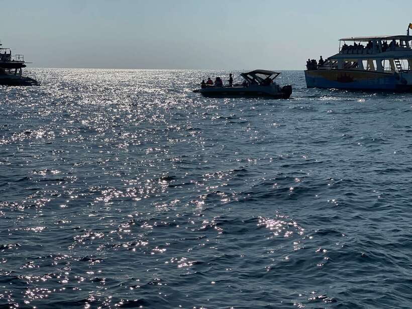 Whale Watching Tour with Transfers - Dolphins, turtles, and smaller surprises