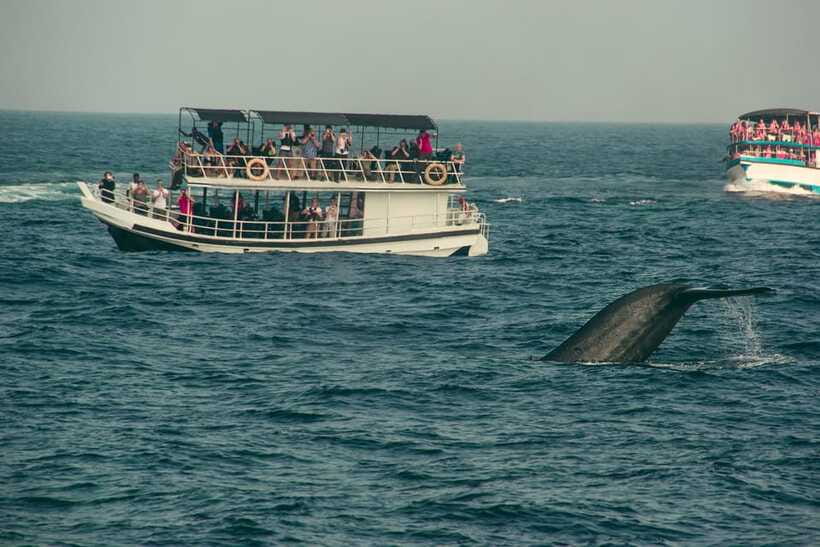 Whale Watching Tour with Transfers - What the naturalist adds to the morning