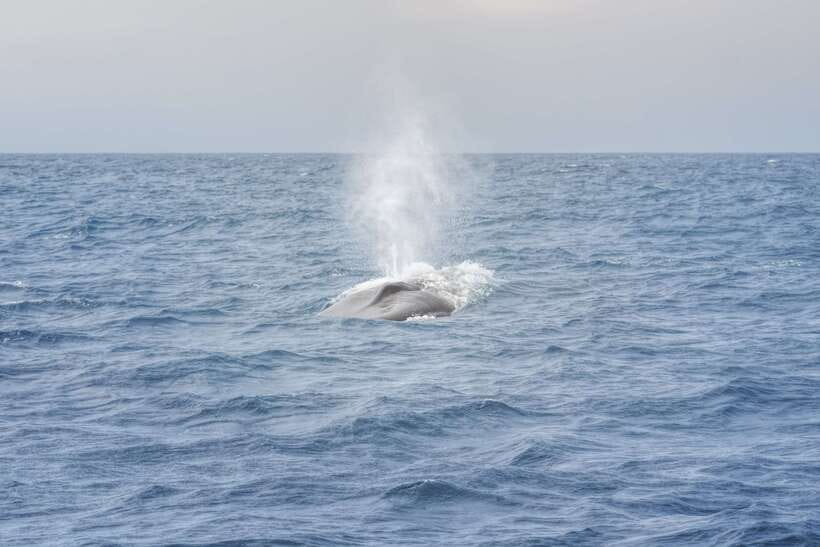 Whale Watching Tour with Transfers - The short break after the cruise