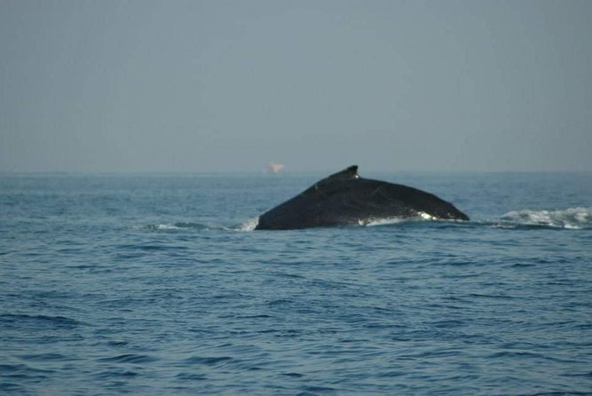 Whale Watching Tour - Responsible viewing matters around blue whales