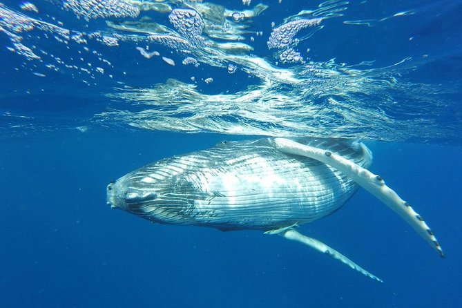 Whale Watching Tours in Bora Bora - Key things to know before you book