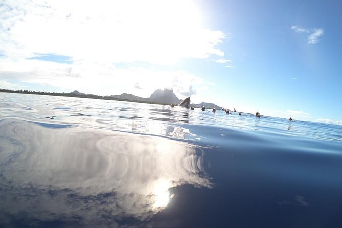 Whale Watching Tours in Bora Bora - Price, timing, and the real value