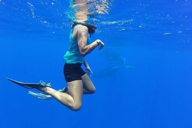 Whale Watching Tours in Bora Bora - What the open-water swim really involves