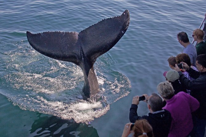 Whale Watching Trips to Stellwagen Bank Marine Sanctuary. Guaranteed sightings! - Setting Out From Gloucester Toward Stellwagen Bank