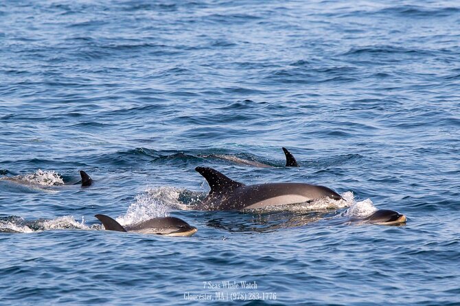 Whale Watching Trips to Stellwagen Bank Marine Sanctuary. Guaranteed sightings! - Finding Humpbacks in the Feeding Zone
