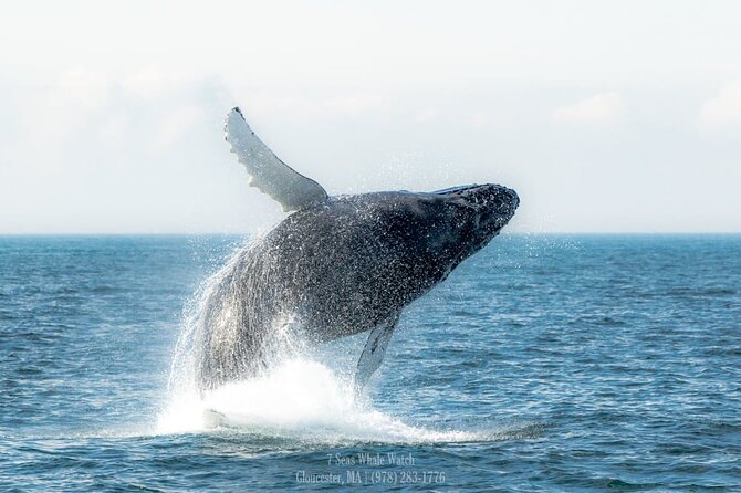 Whale Watching Trips to Stellwagen Bank Marine Sanctuary. Guaranteed sightings! - The Real Cost and the Value of Four Hours