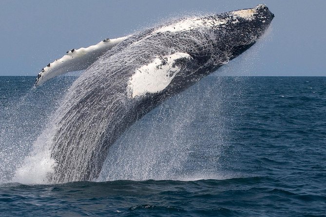 Whale Watching Trips to Stellwagen Bank Marine Sanctuary. Guaranteed sightings! - Who Will Enjoy This Cruise Most