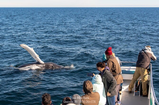 Whale Watching Trips to Stellwagen Bank Marine Sanctuary. Guaranteed sightings! - Why the Crew Makes a Difference