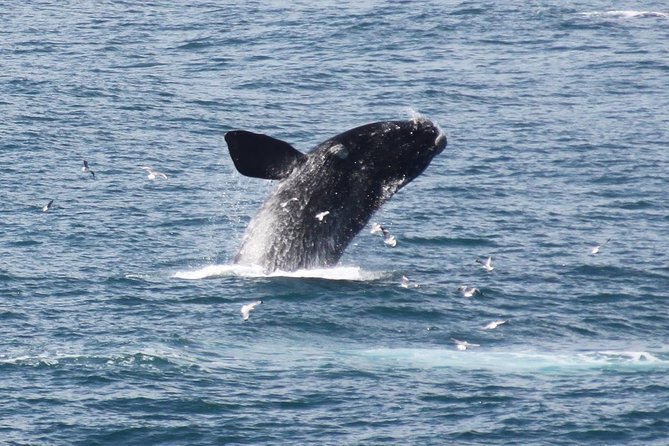 Whale Watching Walking Tours (Land-Based) - from JUNE 2025 - Key points at a glance