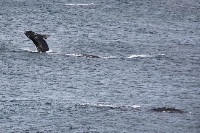 Whale Watching Walking Tours (Land-Based) - from JUNE 2025 - Why a land-based whale tour makes sense in Hermanus