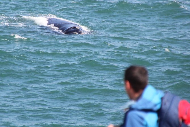 Whale Watching Walking Tours (Land-Based) - from JUNE 2025 - What you may see from shore