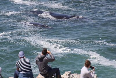 Whale Watching Walking Tours (Land-Based) – from JUNE 2025