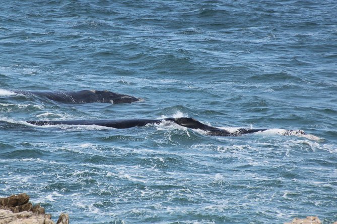 Whale Watching Walking Tours (Land-Based) - from JUNE 2025 - Who should book this experience?