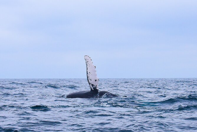 Whale Watching Warranty in San José del Cabo Snacks and drinks - Key points at a glance