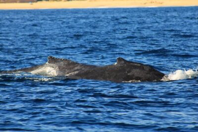 Whale Watching Warranty in San José del Cabo Snacks and drinks