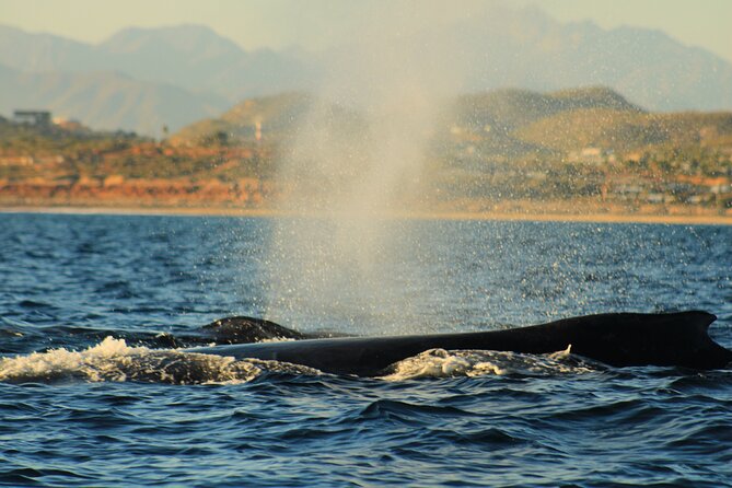 Whale Watching Warranty in San José del Cabo Snacks and drinks - Snacks, drinks, and the practical comforts