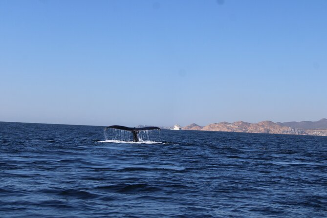 Whale Watching Warranty in San José del Cabo Snacks and drinks - The value of a two-hour wildlife outing