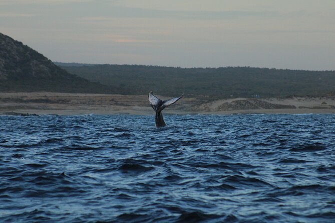 Whale Watching Warranty in San José del Cabo Snacks and drinks - Choosing between the 8:00 AM and 10:00 AM departures