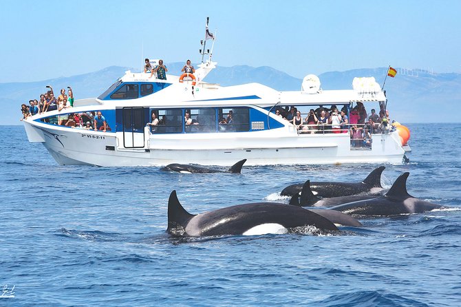 Whale watching - How the hydrophone helps find the whales