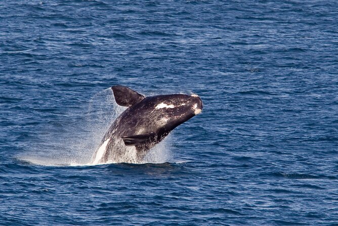 Whale Wonders: Majestic Marine Adventures in Hermanus - Why Hermanus is such a strong whale-watching base