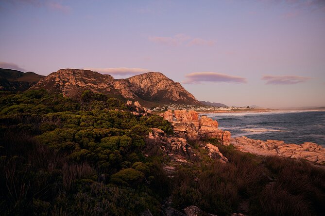 Whale Wonders: Majestic Marine Adventures in Hermanus - A practical day from Cape Town