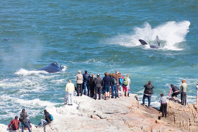 Whale Wonders: Majestic Marine Adventures in Hermanus - Photography, patience, and the right expectations