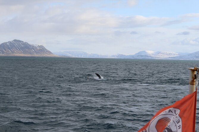 Whale Wonders Morning Expedition from Reykjavík - Key Points Before You Sail