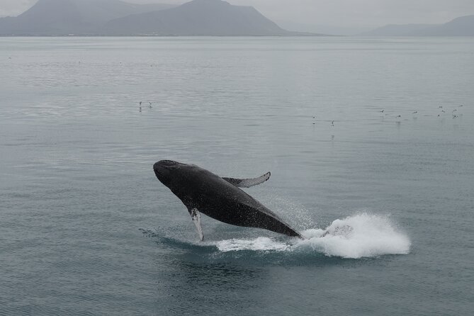 Whale Wonders Morning Expedition from Reykjavík - How the Price Fits the Experience