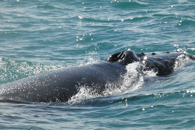 Whale Wonders Morning Expedition from Reykjavík - Weather, Cancellations, and Timing
