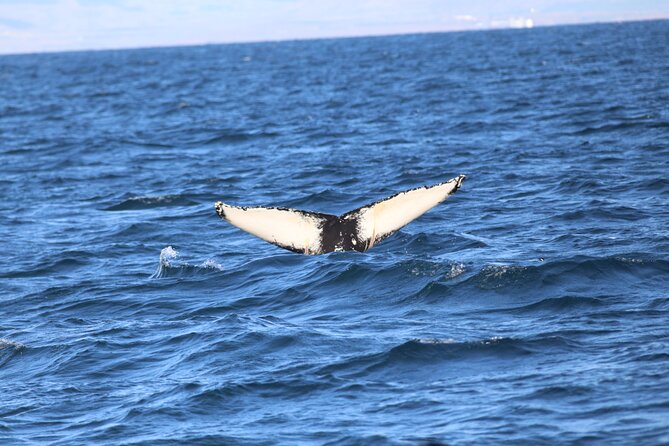 Whale Wonders Morning Expedition from Reykjavík - Who Will Enjoy This Cruise Most?