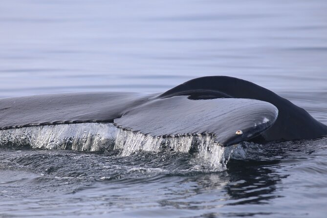 Whale Wonders Morning Expedition from Reykjavík - Is the No-Sighting Offer Enough?