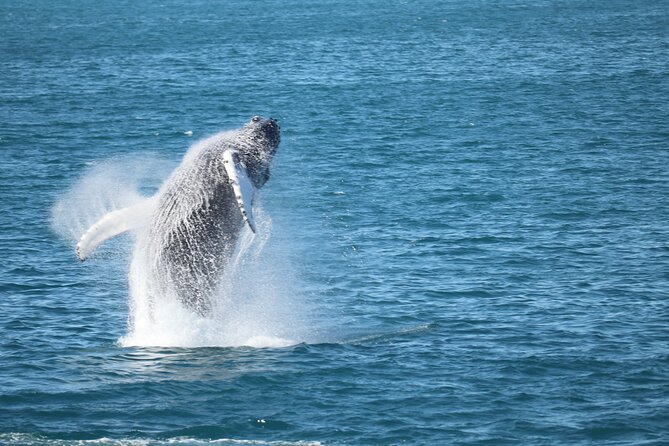 Whale Wonders Morning Expedition from Reykjavík - Crossing Faxaflói Bay
