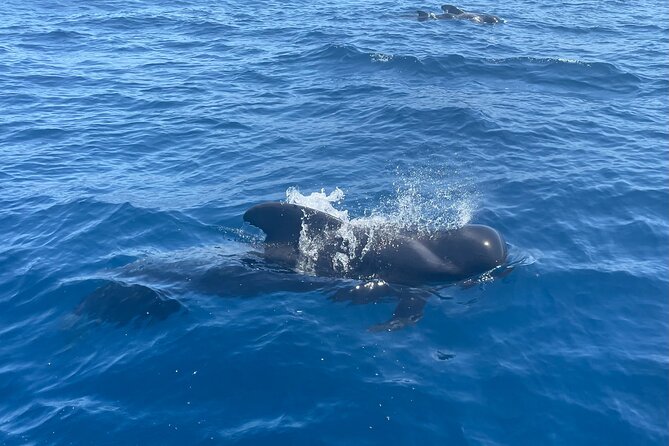 Whales and Dolphins excursion on a Luxury Yacht in Canary Islands - Pickup, meeting point, and timing