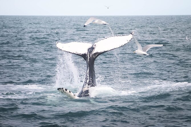 Whales and Puffins Tour from Husavik - Starting at Húsavík Harbour