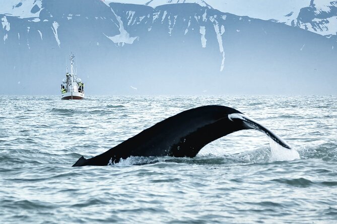 Whales and Puffins Tour from Husavik - Searching Skjálfandi Bay for whales