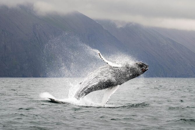 Whales and Puffins Tour from Husavik - What the crew adds to the trip