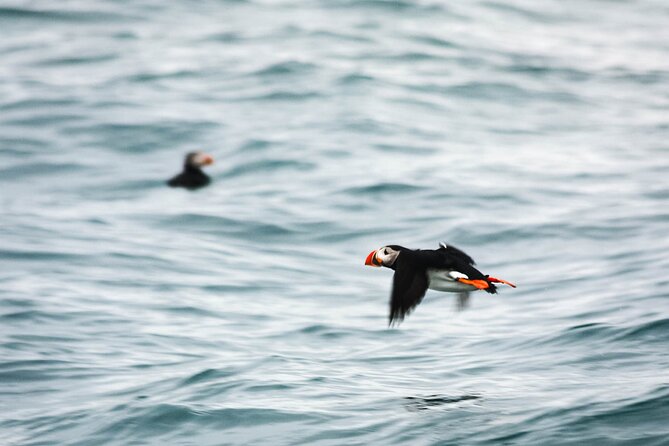 Whales and Puffins Tour from Husavik - A realistic look at the $130 price