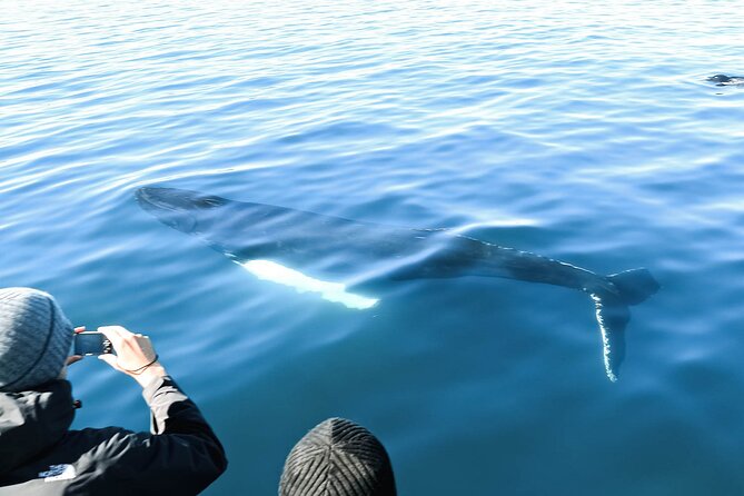 Whales and Puffins Tour from Husavik - Who will enjoy this boat trip most