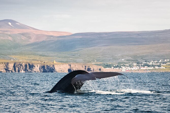 Whales and Puffins Tour from Husavik - Getting ready for the North Atlantic